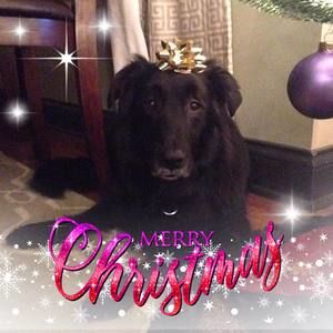 Meet your Posher, Trish